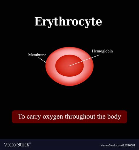 Structure Red Blood Cell Erythrocyte Royalty Free Vector