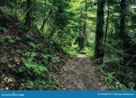 Dark Moody Forest Stock Image Image Of Mood Landscape 252696175