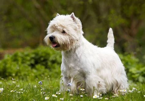 West Highland White Terrier Köpeklerinin Özellikleri Nelerdir Biköpek
