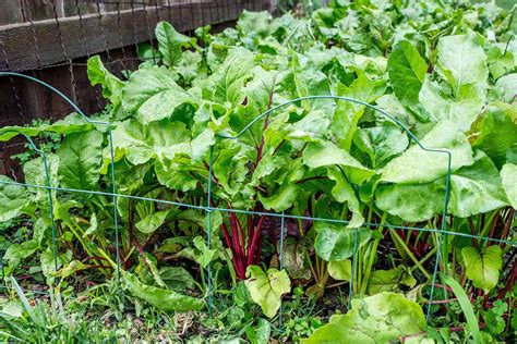 How To Grow Beets