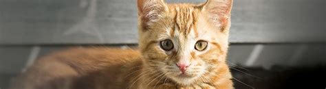 See more ideas about cat health problems, cat health care, cat health remedies. Matted Cat Fur: Knowing the Causes and Prevention | Petco ...