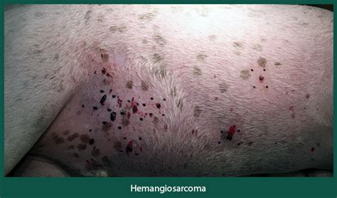 Disease Spotlight Solar Induced Hemangiosarcoma Animal Dermatology