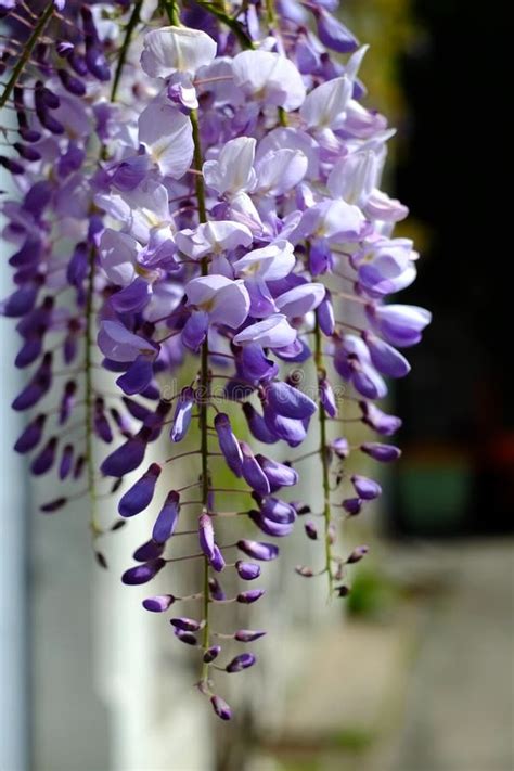 Purple Wisteria Flower In Spring Stock Image Image Of Lilac