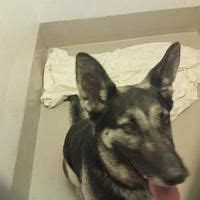 Dogs and puppies cats and kittens horses rabbits birds snakes. Austin, TX - German Shepherd Dog. Meet AMIRI a Pet for ...