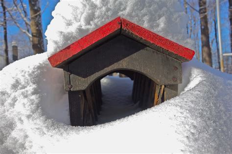 Raining Iguanas Covered Bridge With Snow