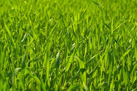 The Best Grass For Texas The Complete Guide Essential Home And Garden