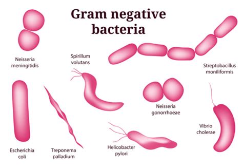 Difference Between Gram Positive And Gram Negative Bacteria Notes PDF Viva Differences