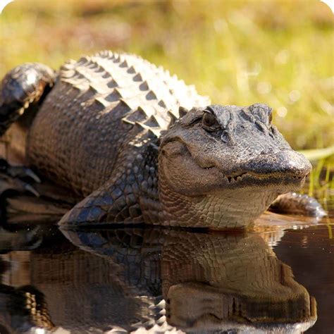 American Alligator Cards The Universe And Everything Wiki Fandom