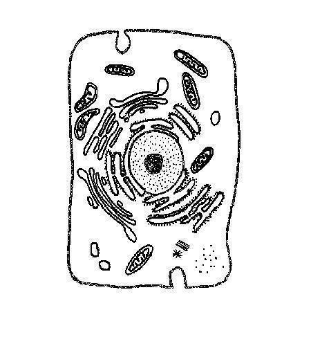 Free Animal Cell Diagram Black And White Download Free Animal Cell