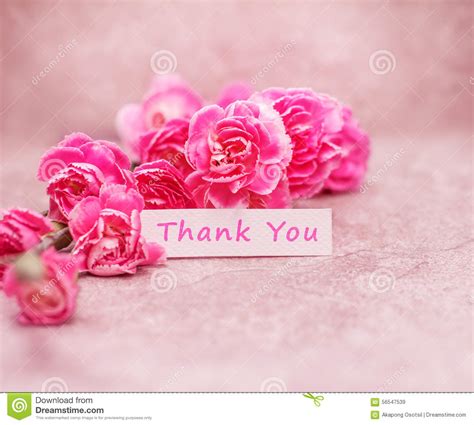 Beautiful Blooming Carnation Flowers With Thank You