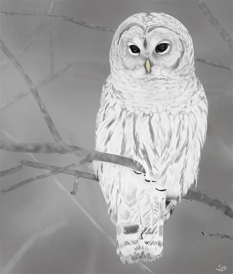 Snowy Owl Owls Drawing Owl Drawing Images Owl Sketch
