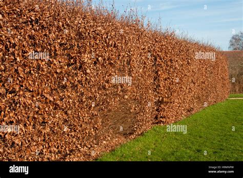 Fagus Sylvatica Hedge In Winter Stock Photo Alamy
