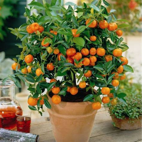 Premium Mini Orange Seeds 50 Seeds In A Pack Indoor Fruit Trees