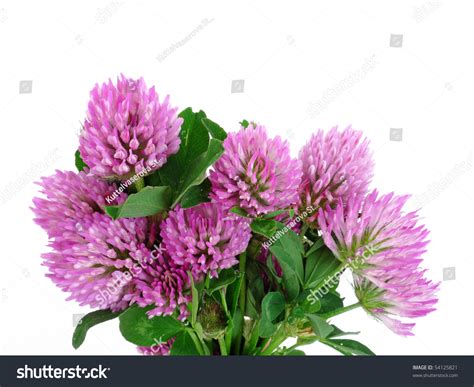 Pink Clover Flowers Isolated On White Stock Photo 54125821