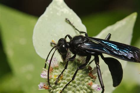 Sphex Pensylvanicus Great Black Wasp Henry Hartley