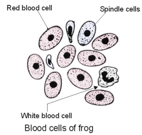 Apr 28, 2017 · cell wall definition. blood cells pictures