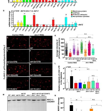 Daf And Skn Are Required For The Upregulation Of Lysosomal Genes