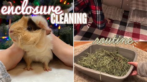 Guinea Pig Cage Cleaning Routine 612 Days Of Christmas Youtube