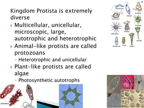 Kingdom Protista Part I Presentation Biology Hot Sex Picture