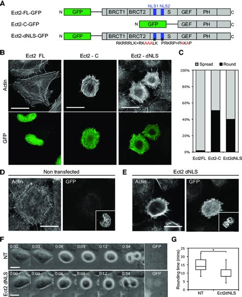 Cytoplasmic Ect2 Is Sufficient To Induce Cell Rounding A Three