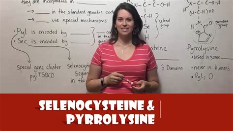 selenocysteine and pyrrolysine youtube
