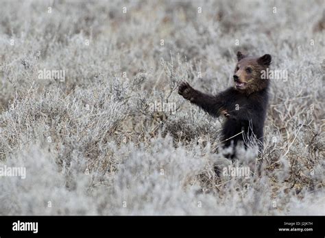 Grizzly Bear Waving Hi Res Stock Photography And Images Alamy