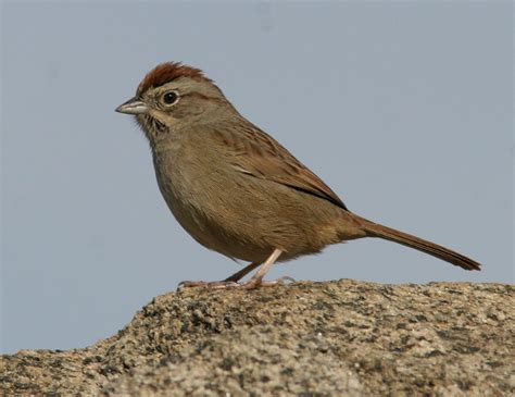 Rufous Crowned Sparrow — Sacramento Audubon Society