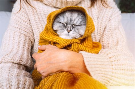 Can Cats Get Colds How To Spot The Symptoms Pawsome Blog