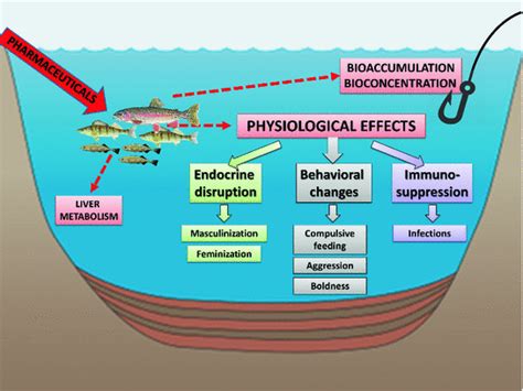 Water And Aquatic Fauna On Drugs What Are The Impacts Of