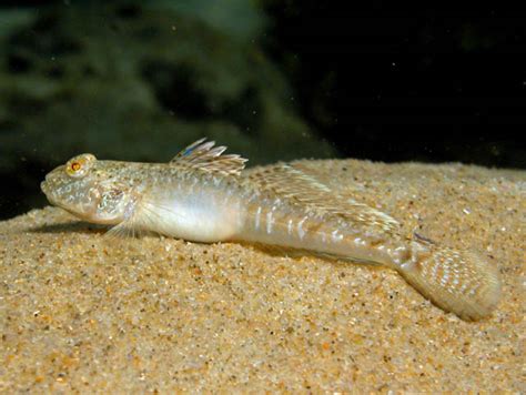 Long Finned Goby ~ Aquatic Animals