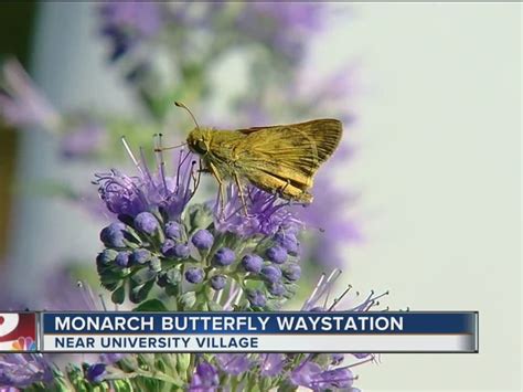 Tulsa Installs Monarch Butterfly Waystation