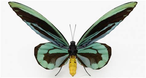 3d Model Queen Alexandras Birdwing Butterfly 3d Molier International