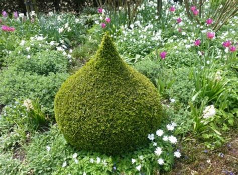 Unusual Topiary Shape The Enduring Gardener