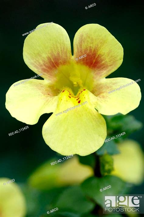 Monkey Flower Mimulus Luteus Stock Photo Picture And Rights Managed
