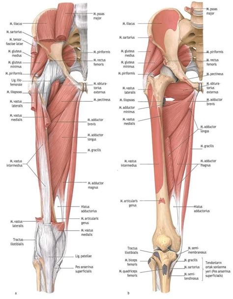 What are the extrinsic back muscles? Описание: medial-thigh-muscles | Leg muscles anatomy ...
