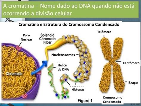 Carioteca Cromatina