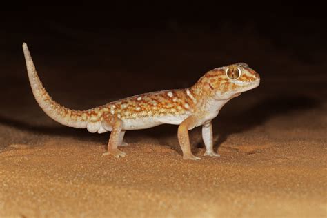 Types Of Geckos Pets With Pictures Pet Comments