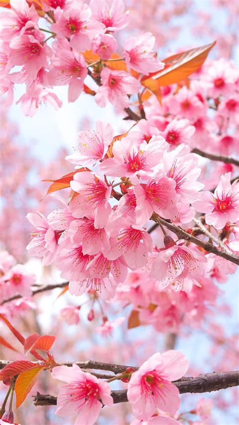 Yhdistää Nauhuri Asunto Cherry Blossom Wallpaper Hd Sukututkimus Hälinä