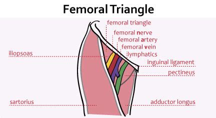 The abdominal contents pass through the deep inguinal ring, passing through the inguinal canal and exiting via the superficial ring. Femoral Region - Gastrointestinal - Medbullets Step 1