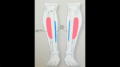 Tibialis Anterior Exercise To Strengthening It Avoid Shin Splints