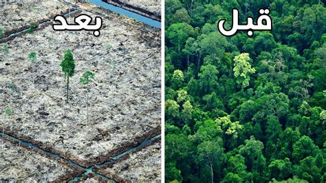 إزالة الغابات وتاثيرها على البيئة
