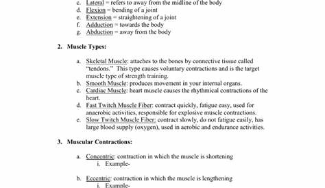 muscular connections worksheet answers