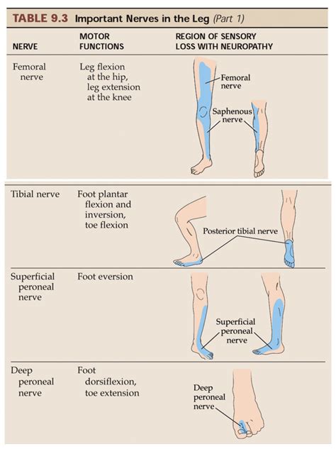 Peripheral Neuropathies Continued