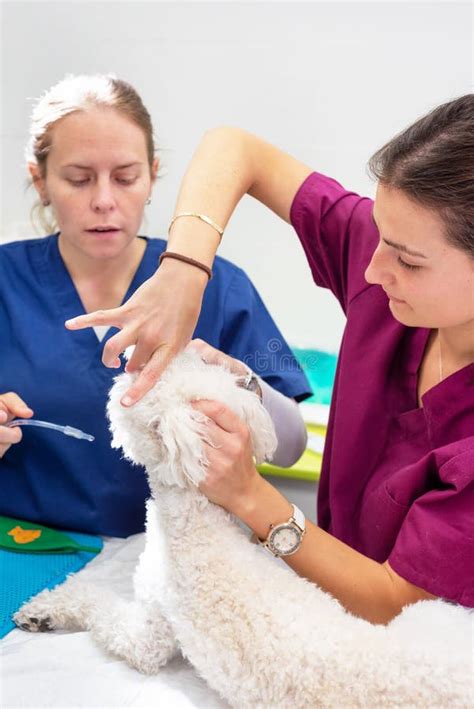 Dog Intubated In Surgery Room Of Veterinary Clinic Stock Image Image