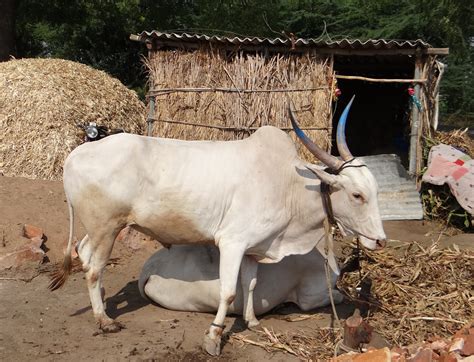 Free Images Farm Pasture Agriculture Bull Vertebrate India Ox