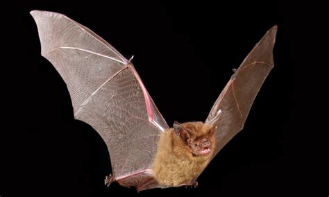 Eastern Long Eared Bat All About Bats