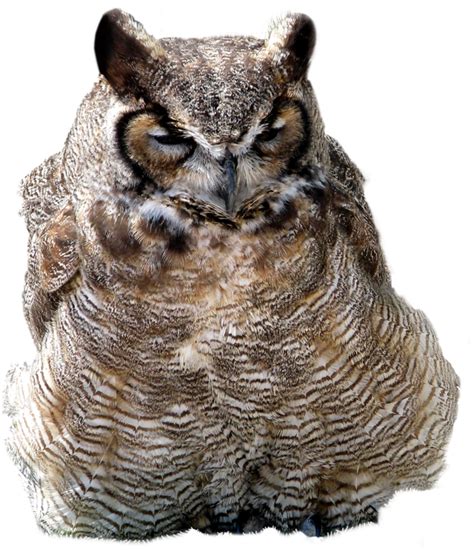 Great Horned Owl Clipart Large Size Png Image Pikpng