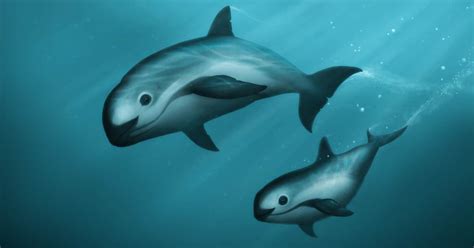 Seafood restaurant in cuernavaca, morelos. Save the Vaquita Porpoise — Porpoise Conservation Society