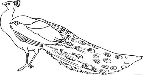 Peacock Feather Easy Peacock Coloring Pages : Peacock ...