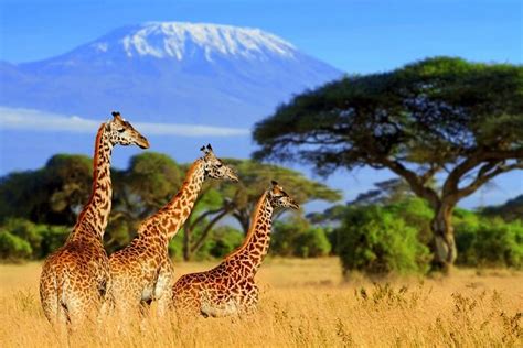 Safari südafrika, ein auszug aus der tierwelt südafrikas. Best Safari In South Africa: Into 15 African Wildest Corners